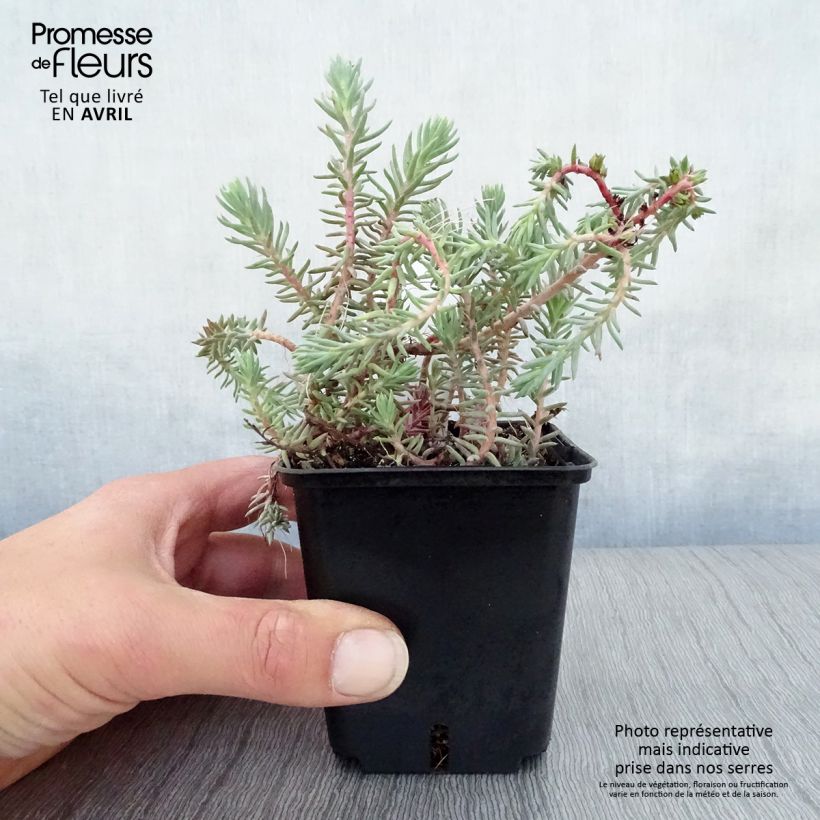 Exemplar von Fetthenne Blue Spruce - Sedum reflexum Kleine Töpfe von 8/9 cm wie im Frühjahr geliefert