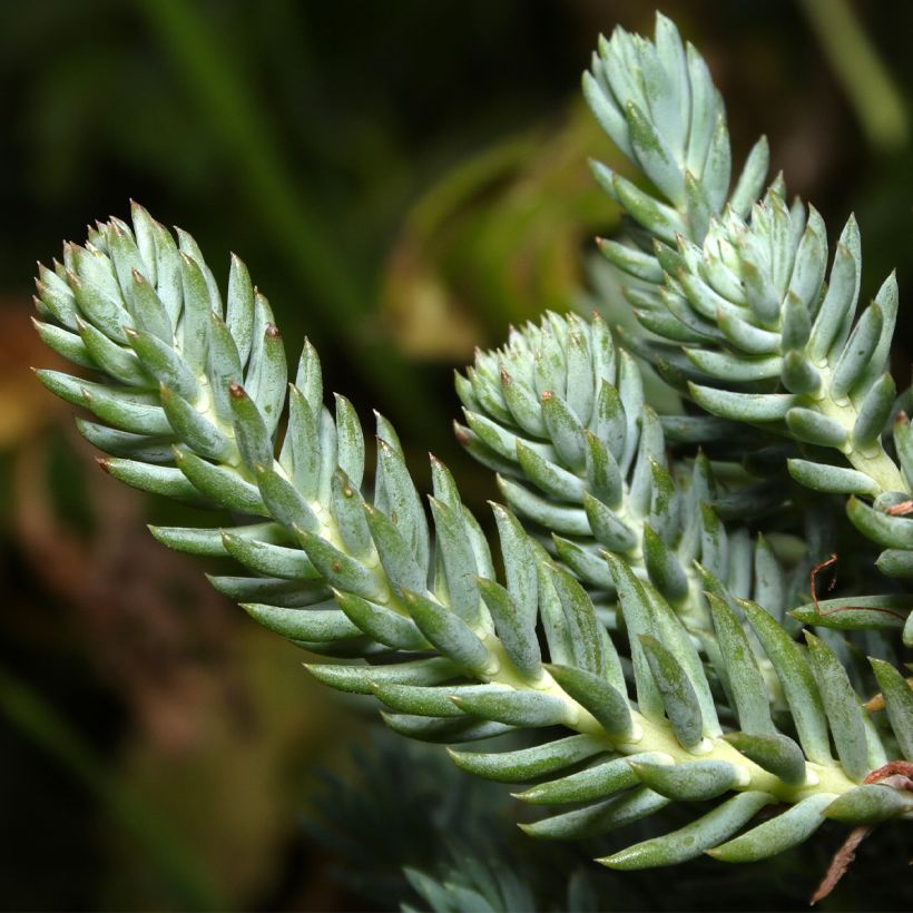 Fetthenne - Sedum reflexum (Laub)