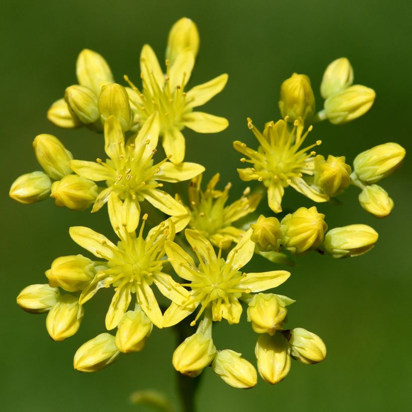 Fetthenne - Sedum reflexum (Blüte)