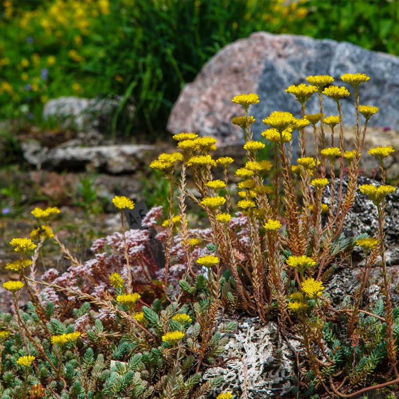 Fetthenne - Sedum reflexum (Hafen)