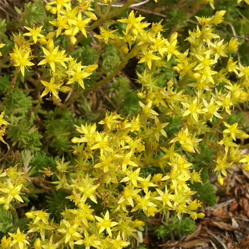 Milder Mauerpfeffer - Sedum sexangulare (Blüte)