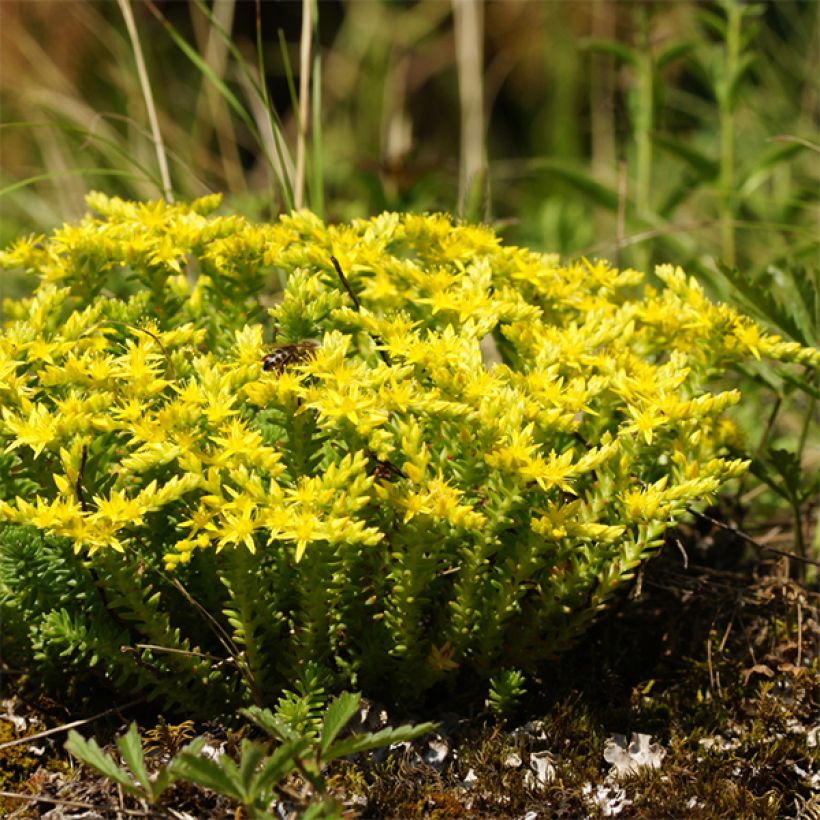 Milder Mauerpfeffer - Sedum sexangulare (Hafen)