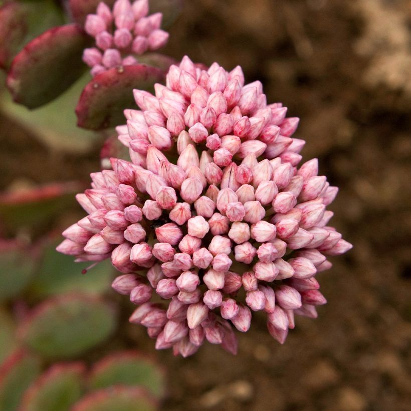 Fetthenne sieboldii - Sedum sieboldii (Blüte)