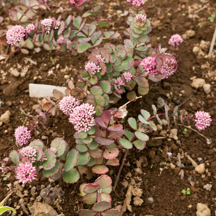 Fetthenne sieboldii - Sedum sieboldii (Hafen)