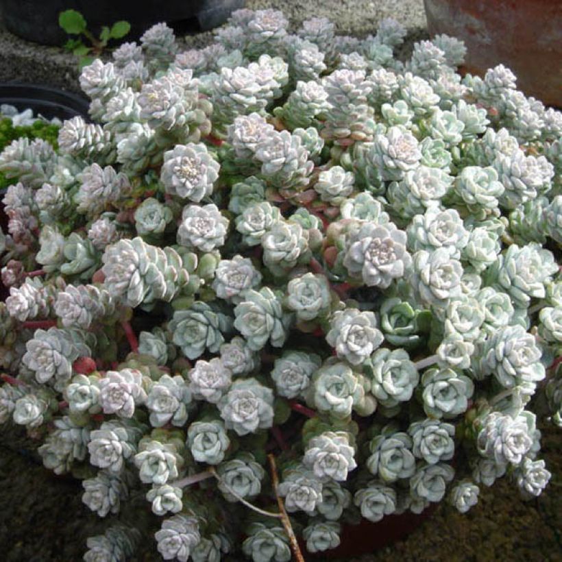 Fetthenne Cape Blanco - Sedum spathulifolium (Hafen)