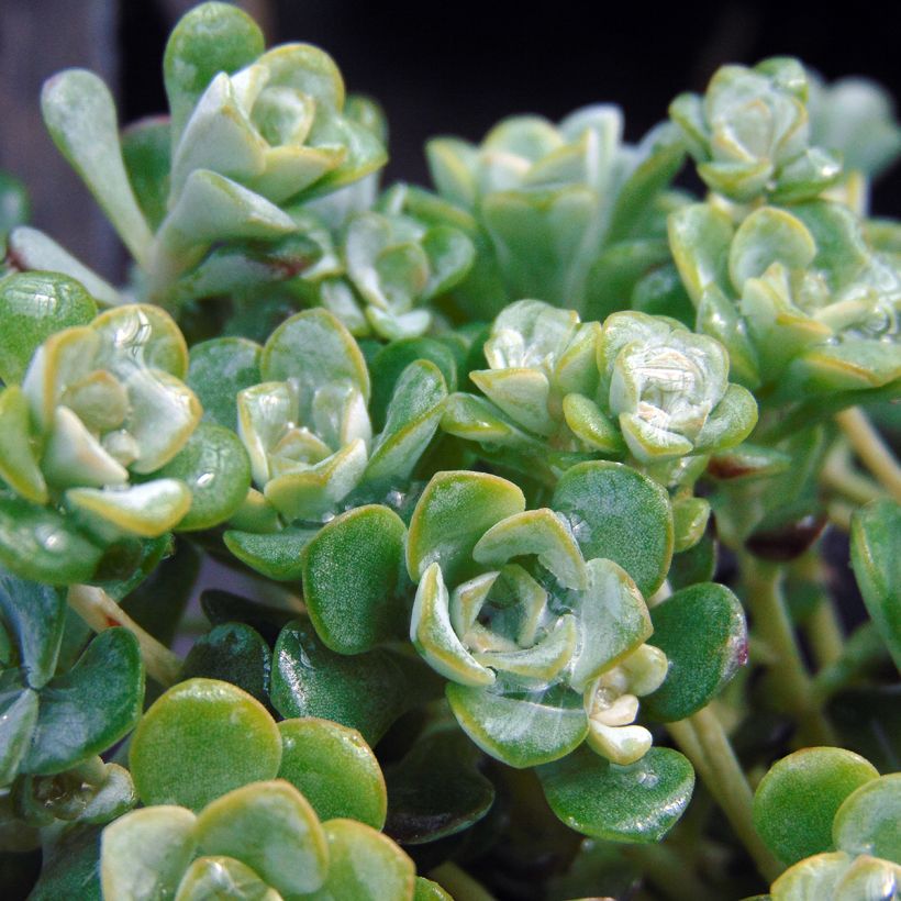 Fetthenne Cape Blanco - Sedum spathulifolium (Laub)