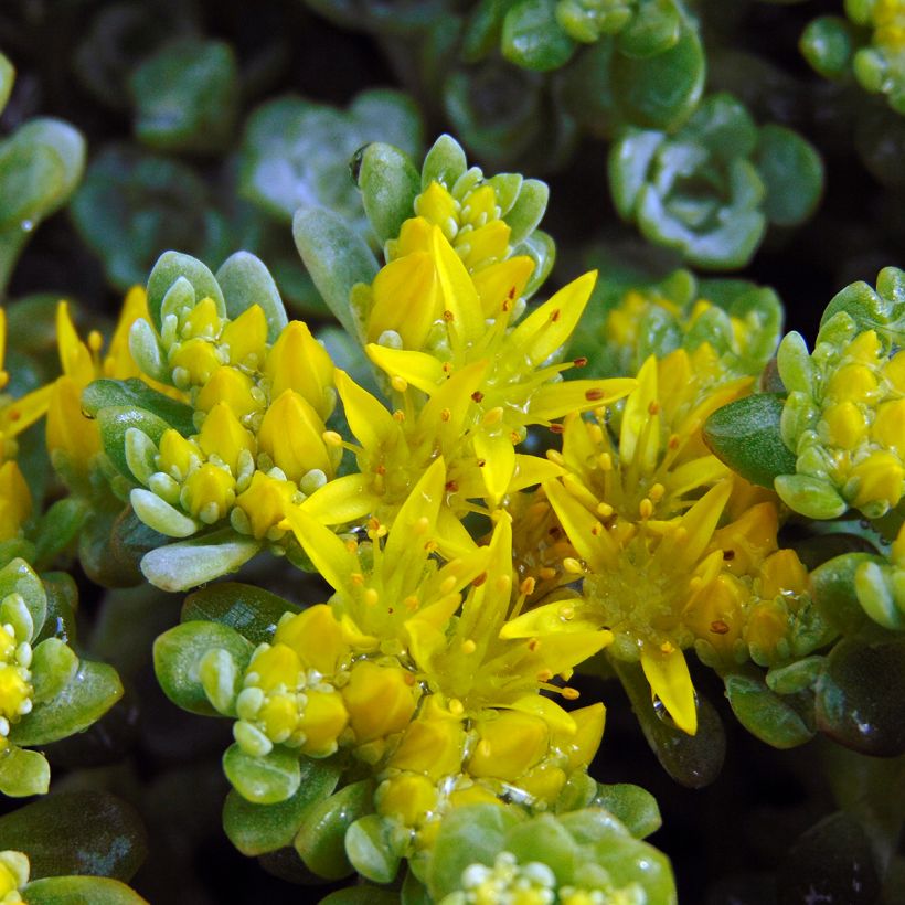 Fetthenne Cape Blanco - Sedum spathulifolium (Blüte)