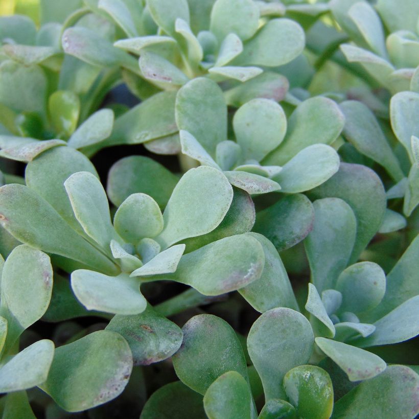 Fetthenne Purpureum - Sedum spathulifolium (Laub)