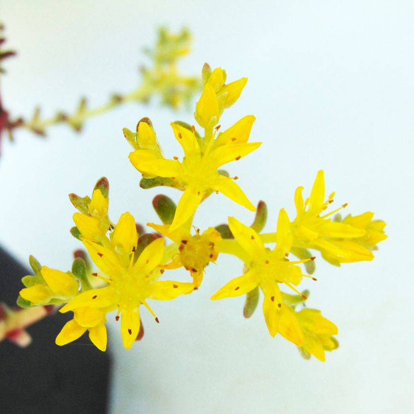 Fetthenne Purpureum - Sedum spathulifolium (Blüte)