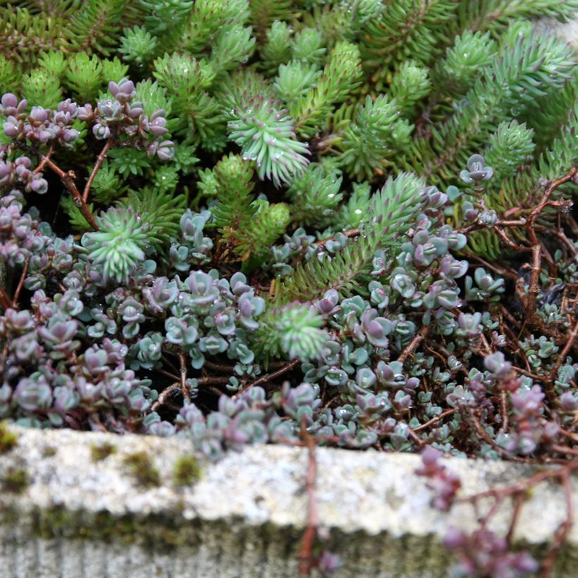 Fetthenne Purpureum - Sedum spathulifolium (Hafen)