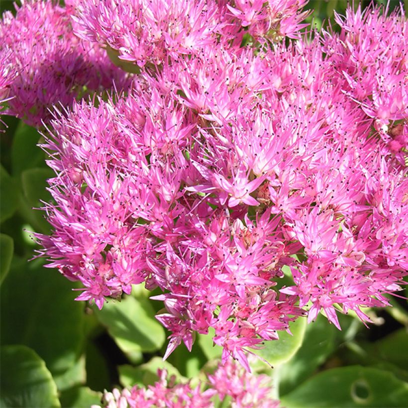 Fetthenne Carmen - Sedum spectabile (Blüte)