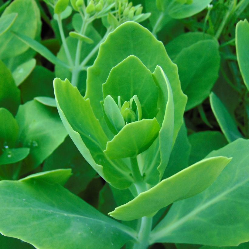 Fetthenne Meteor - Sedum spectabile (Laub)