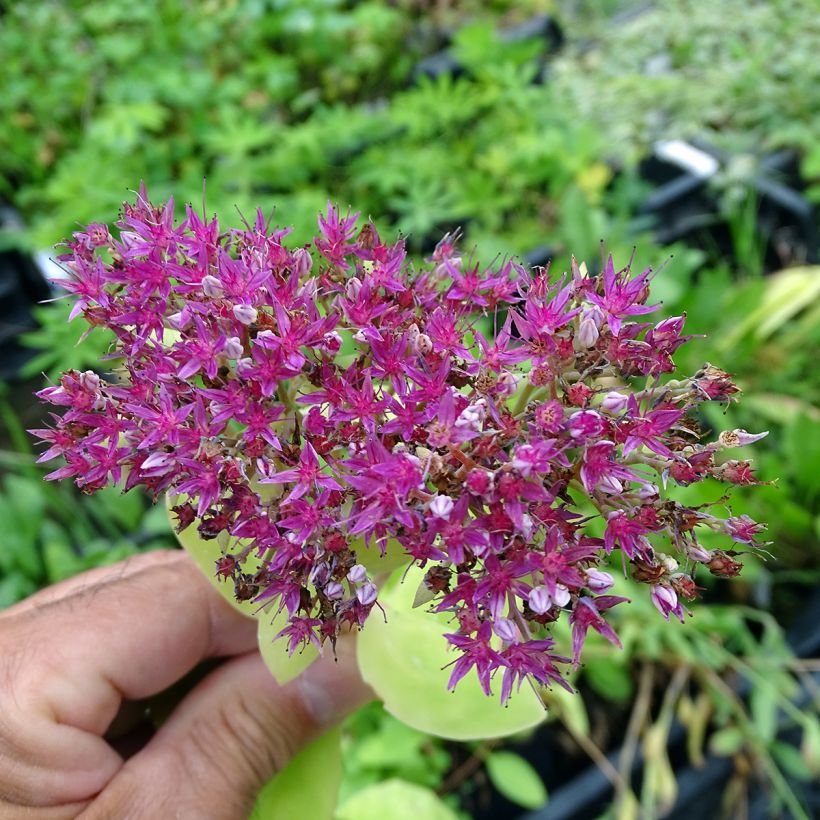 Fetthenne Meteor - Sedum spectabile (Blüte)