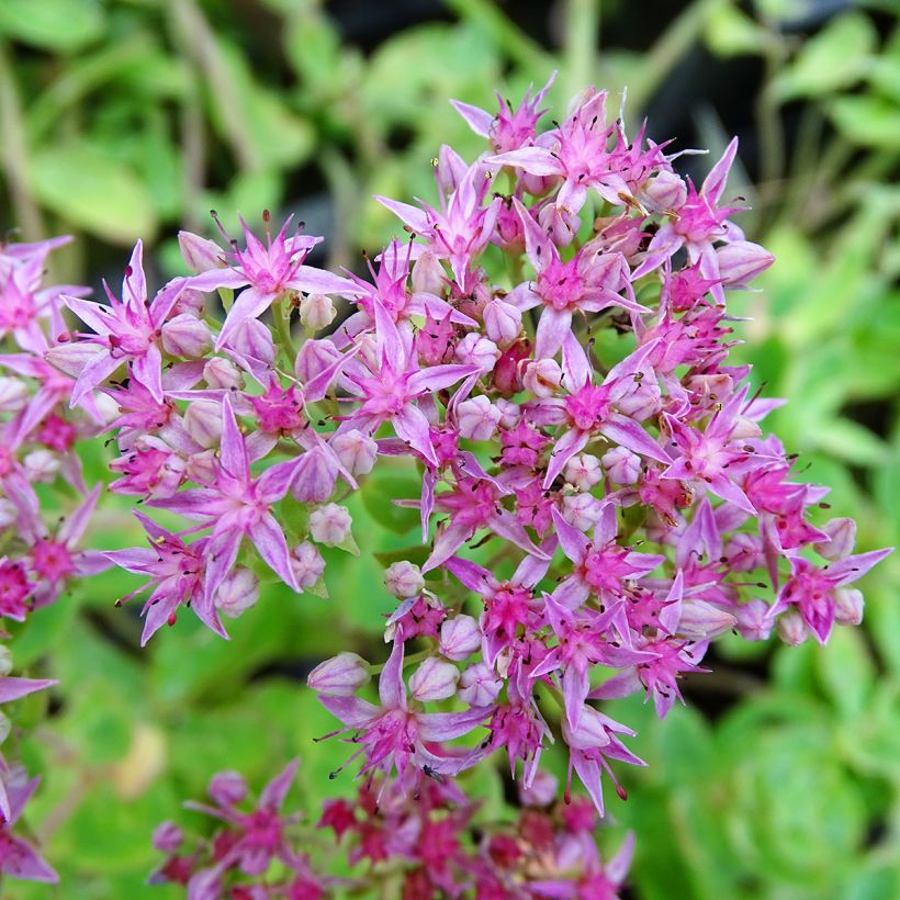 Fetthenne Septemberglut - Sedum spectabile (Blüte)