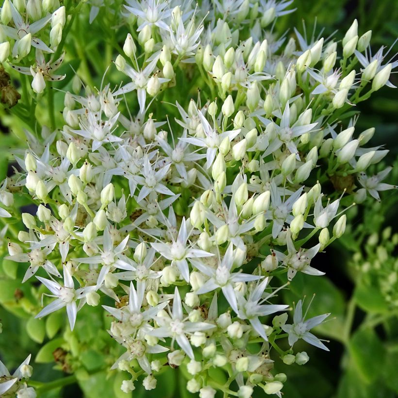 Fetthenne Stardust - Sedum spectabile (Blüte)