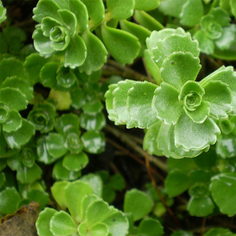 Fetthenne Album Superbum - Sedum spurium (Laub)