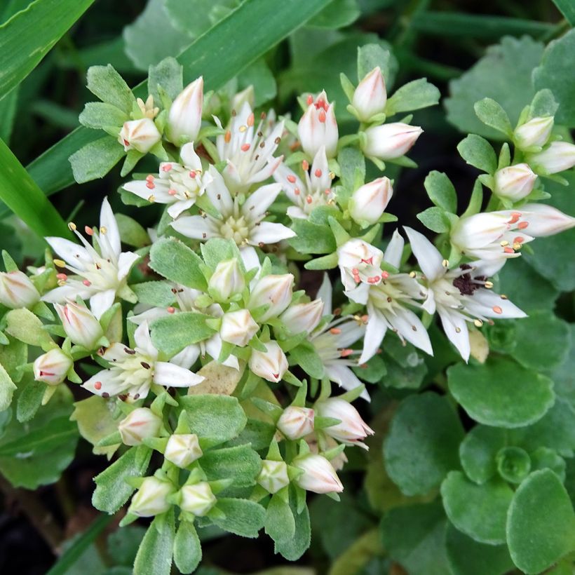 Fetthenne Album Superbum - Sedum spurium (Blüte)