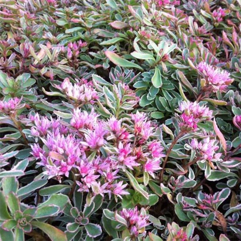 Fetthenne Variegatum - Sedum spurium (Blüte)