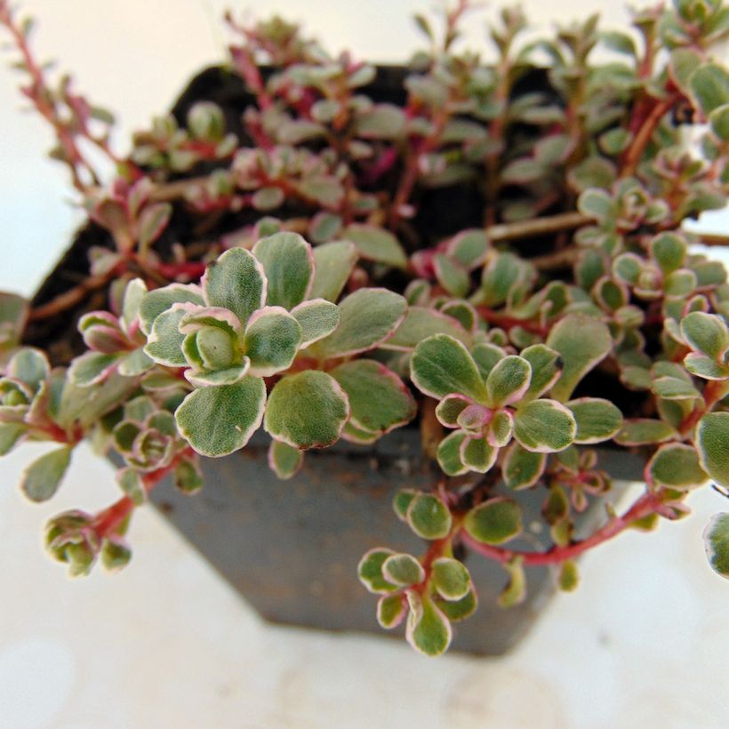 Fetthenne Variegatum - Sedum spurium (Laub)