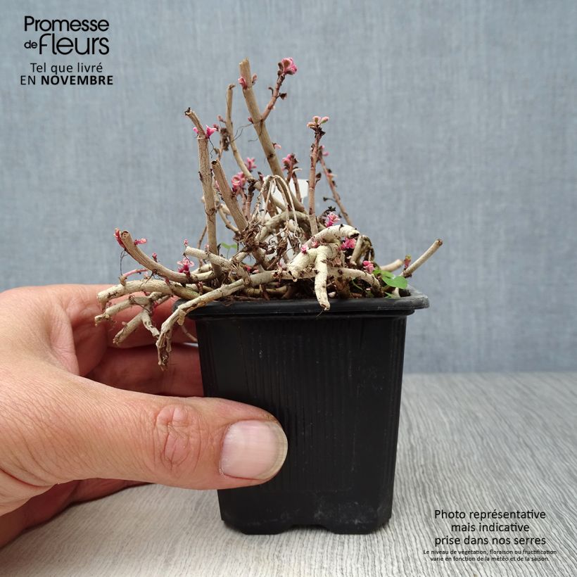 Exemplar von Sedum spurium Variegatum - Orpin panaché Godet de 9cm wie im Herbst geliefert