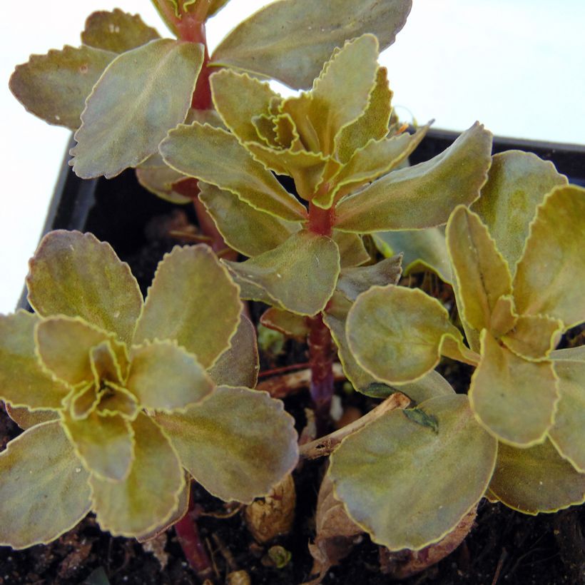 Fetthenne El Cid - Sedum telephium (Laub)