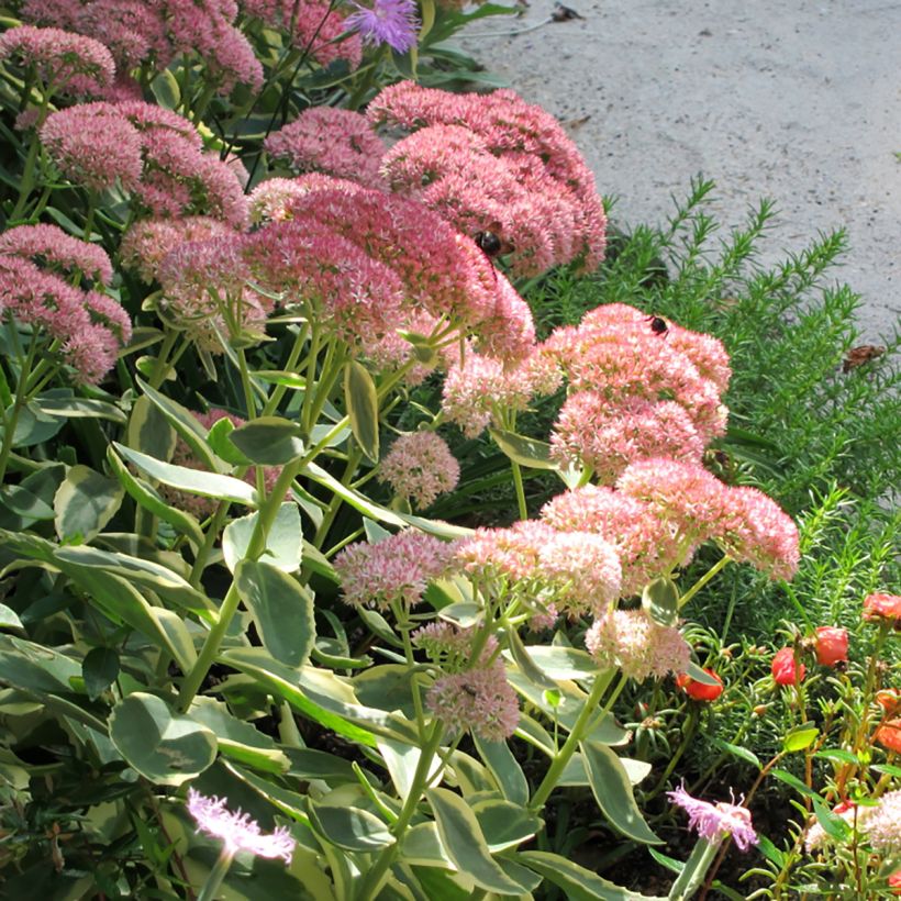 Fetthenne Autumn Charm - Sedum telephium (Blüte)