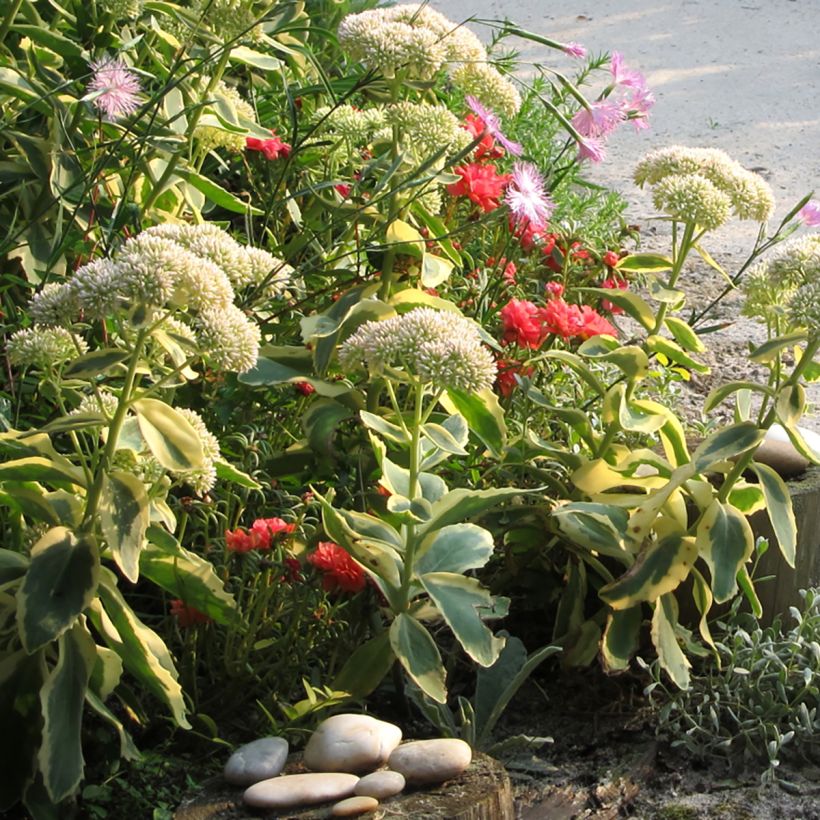 Fetthenne Autumn Charm - Sedum telephium (Hafen)