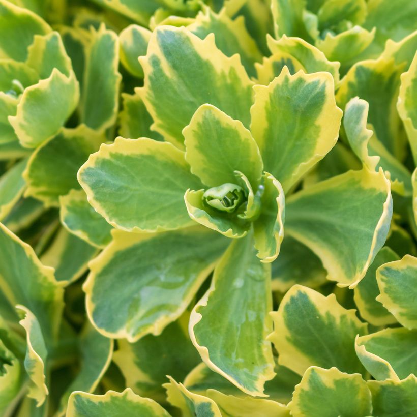 Fetthenne Autumn Charm - Sedum telephium (Laub)