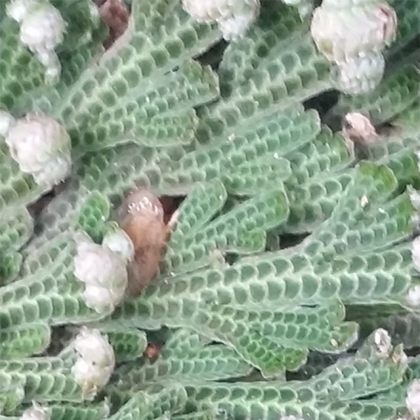 Selaginella lepidophylla - Auferstehungspflanze (Laub)