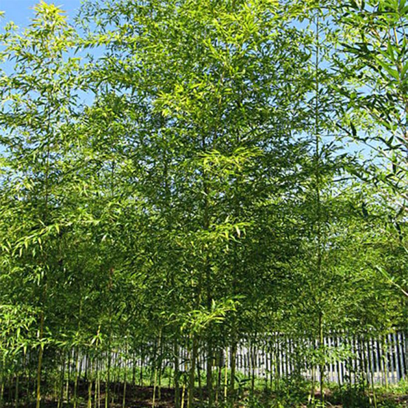 Semiarundinaria fastuosa - Narihira-Bambus (Hafen)