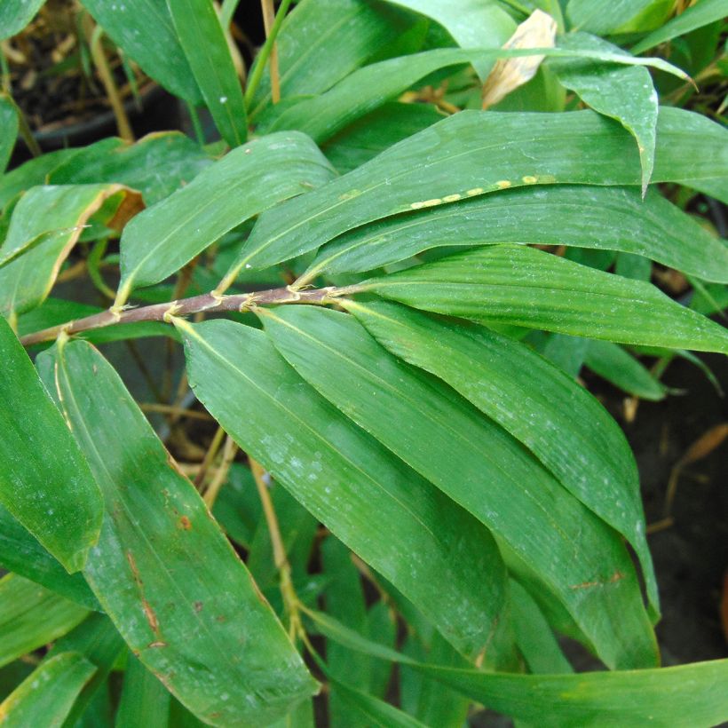 Semiarundinaria fastuosa - Narihira-Bambus (Laub)