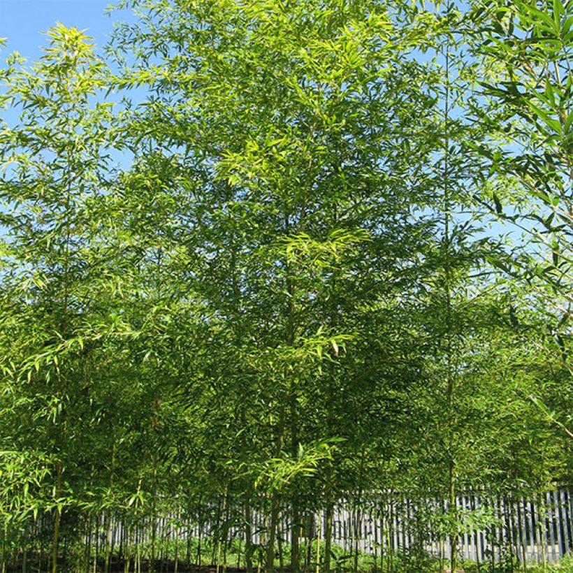 Semiarundinaria fastuosa Viridis - Narihira-Bambus (Hafen)