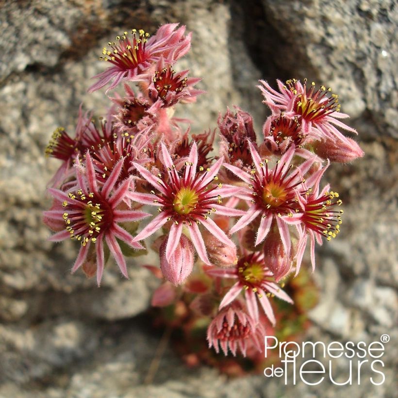 Hauswurz Gemengd - Sempervivum (Blüte)