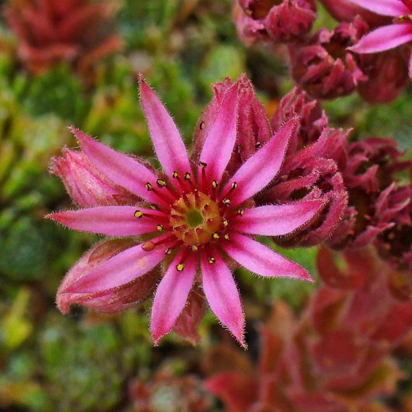 Hauswurz Alpha - Sempervivum (Blüte)