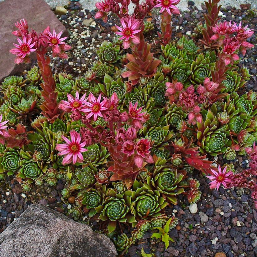 Hauswurz Alpha - Sempervivum (Hafen)