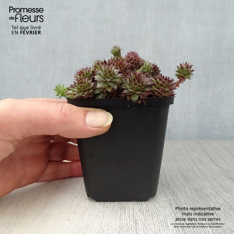 Exemplar von Sempervivum Bronco - Joubarbe hybride  Godet de 8/9 cm wie im Winter geliefert