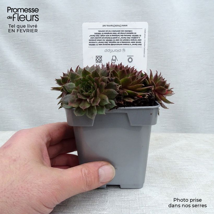 Exemplar von Sempervivum Chick Charms ® Bing Cherry - Joubarbe bourgogne Pot de 10 cm/11cm wie im Winter geliefert