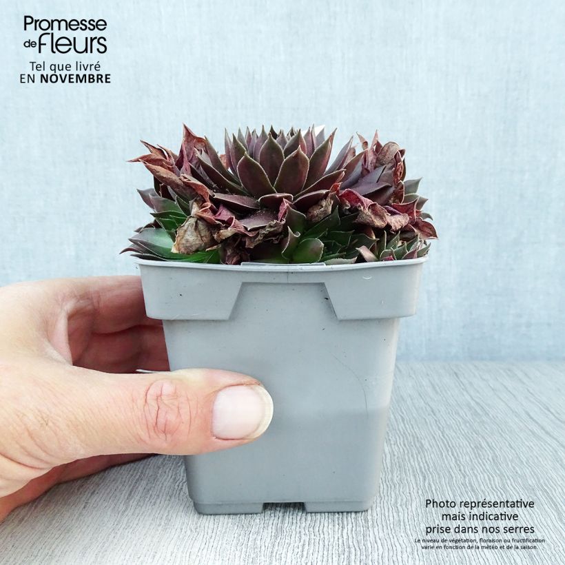 Exemplar von Sempervivum Chick Charms ® Chocolate Kiss - Joubarbe pourpre chocolat Pot de 10 cm/11cm wie im Herbst geliefert