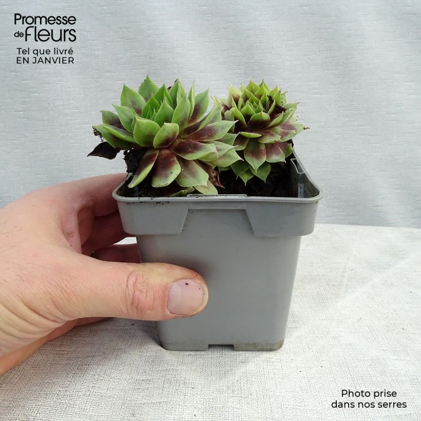 Exemplar von Sempervivum Chick Charms ® Cranberry Cocktail - Joubarbe pourpre sombre pointé de vert Pot de 10 cm/11cm wie im Winter geliefert