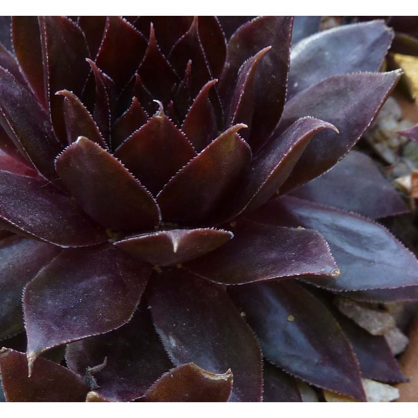 Hauswurz Dark Beauty - Sempervivum (Laub)