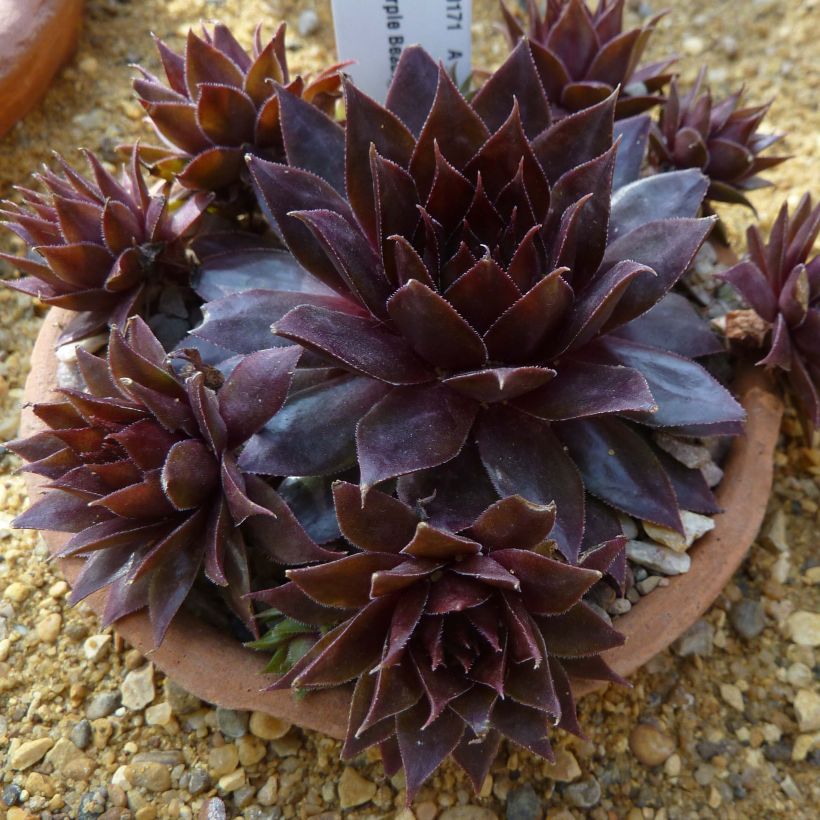 Hauswurz Dark Beauty - Sempervivum (Hafen)