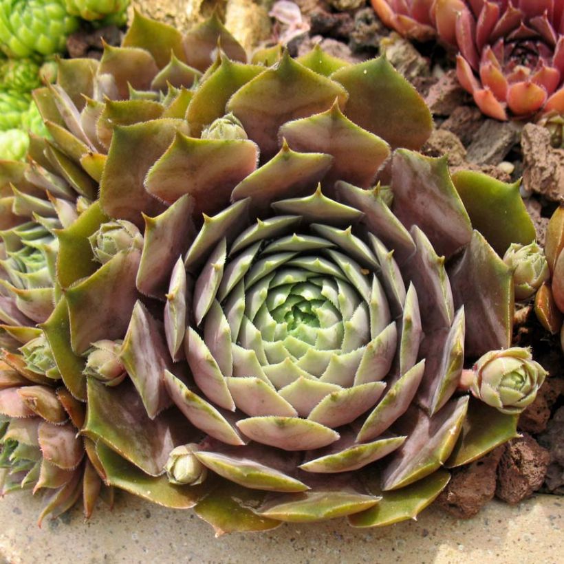 Hauswurz Feldmaier - Sempervivum (Laub)