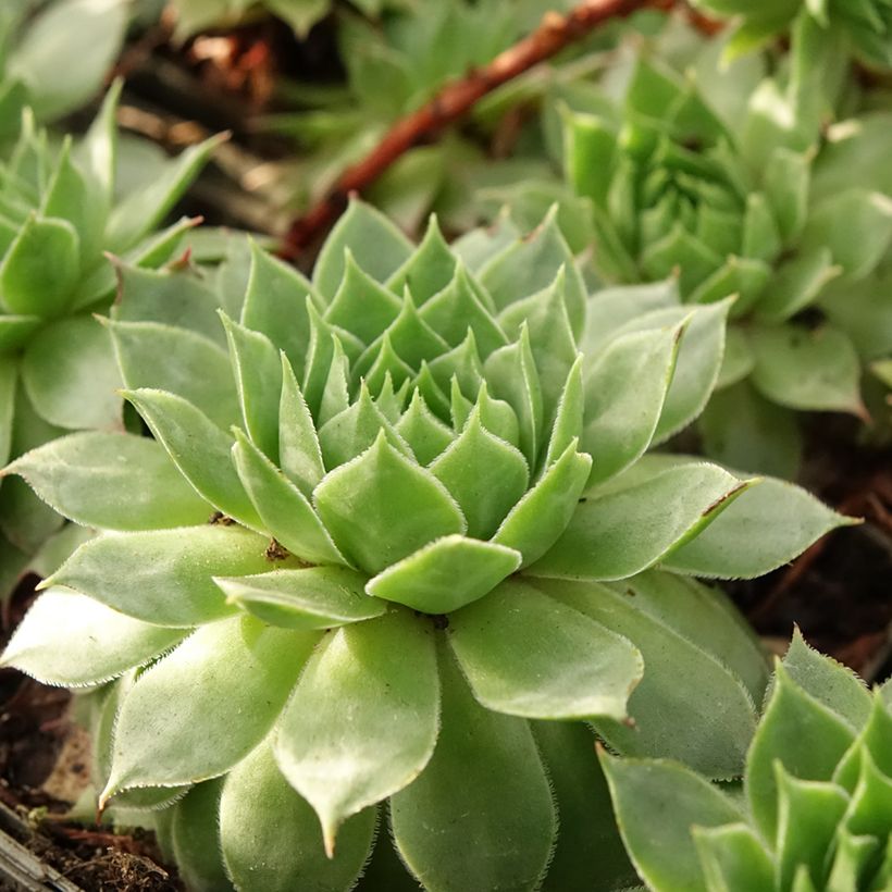 Hauswurz Gay Jester - Sempervivum (Laub)