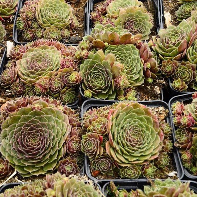 Hauswurz Granat - Sempervivum (Hafen)