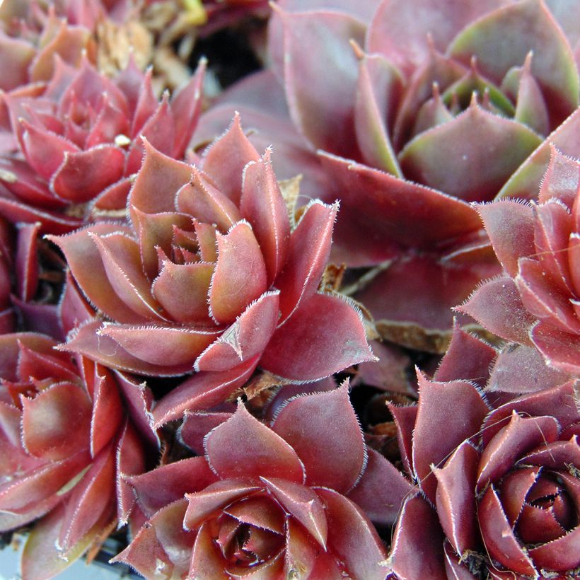 Hauswurz Othello - Sempervivum (Laub)