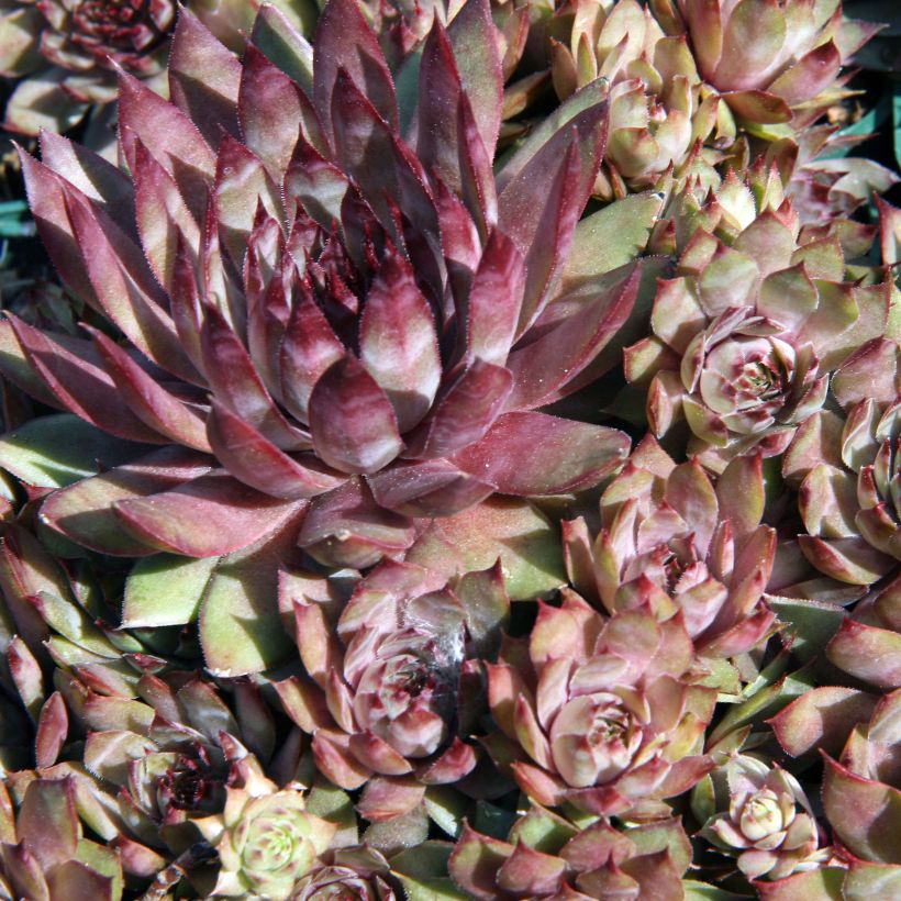 Hauswurz Purple Beauty - Sempervivum (Laub)