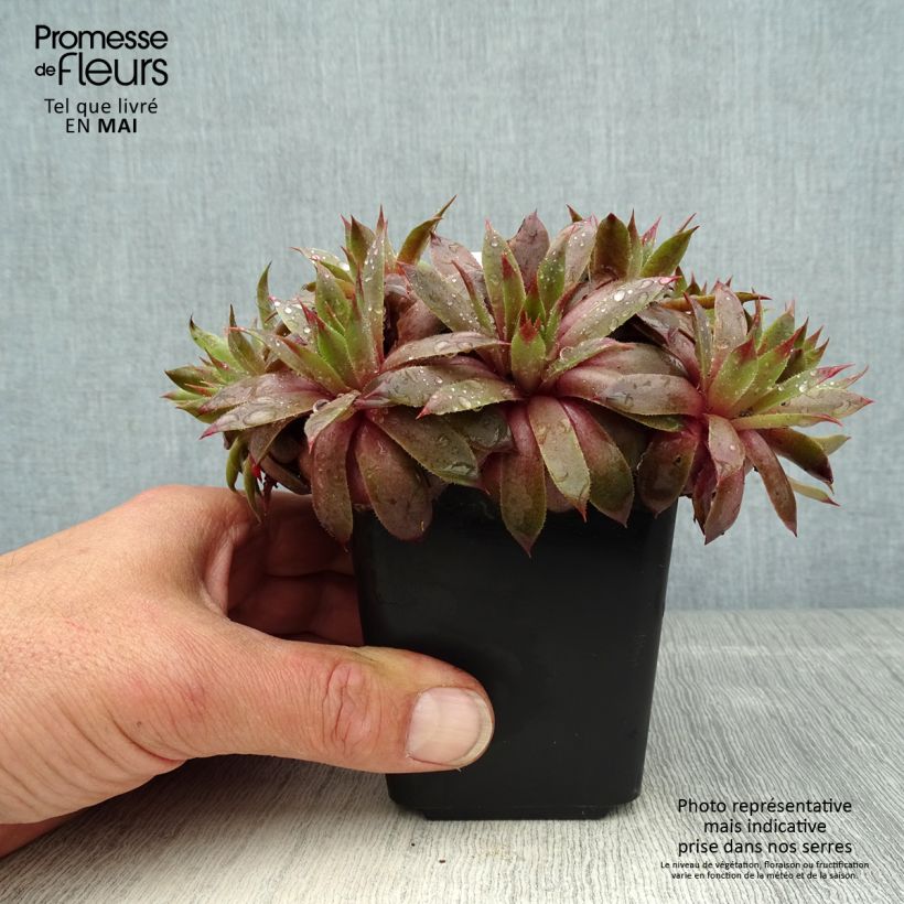 Exemplar von Hauswurz Purple Beauty - Sempervivum Kleine Töpfe von 8/9 cm wie im Frühjahr geliefert