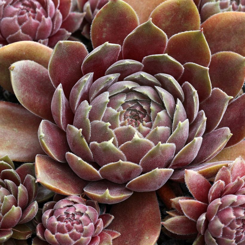 Hauswurz Rauher Kulm - Sempervivum (Laub)