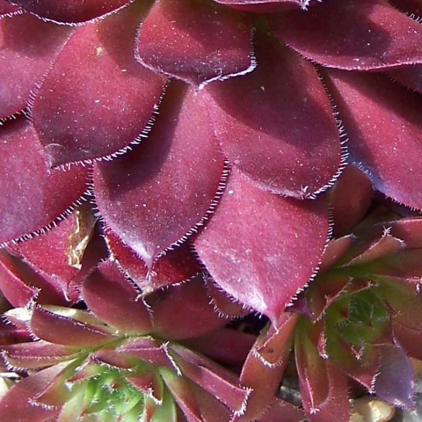 Hauswurz Rubin - Sempervivum (Laub)