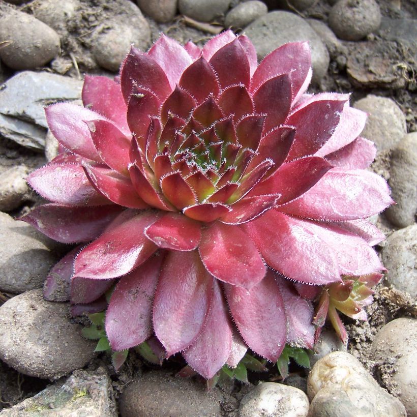 Hauswurz Rubin - Sempervivum (Hafen)